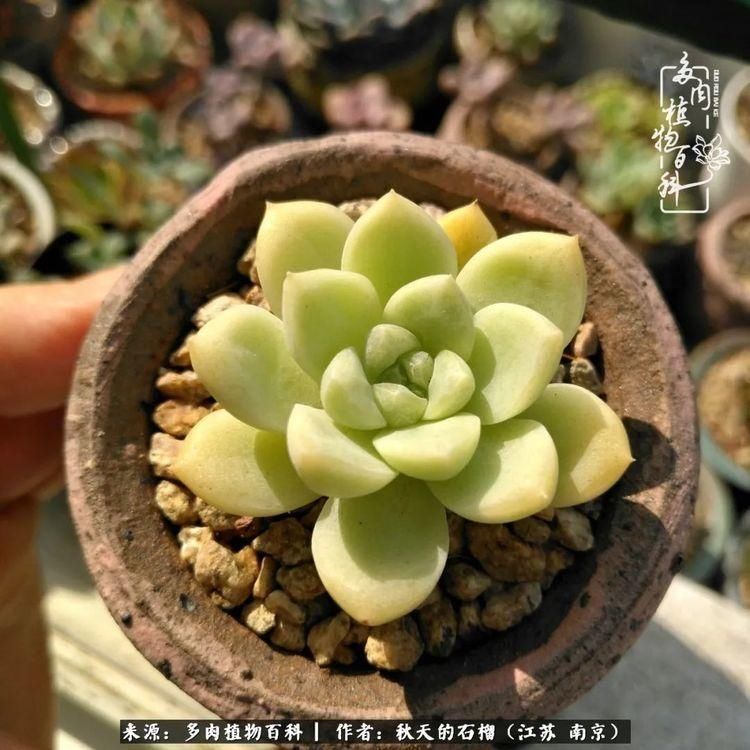 渡劫归来的肉肉,谁是谁的前世,谁又成了谁的今生