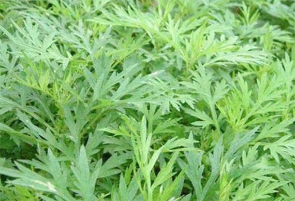 肝脏|春季“养肝第一草”，多吃可以降血脂，保肝利胆，防肝炎助长寿