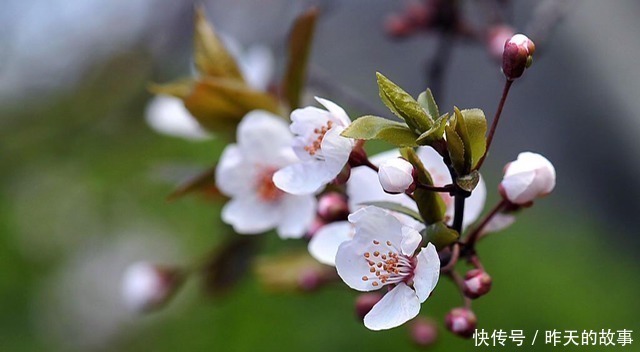 梦境|白居易最难解的一首诗，意境美得令人沉醉，苏轼模仿后成了经典