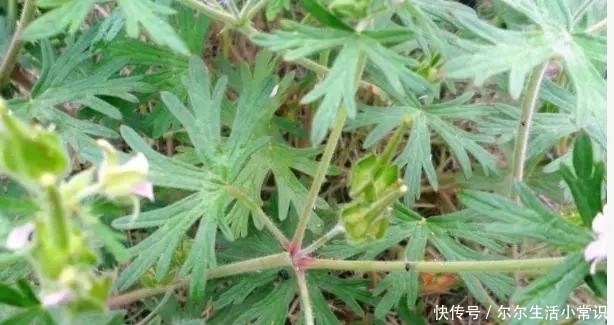 农村水井旁一种野草，农民叫“老鸦嘴”，现在人们用来泡酒！