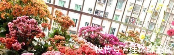 叶肥大|婆婆只养“2种”花，窗台变成“花海”，冬天“开花”上百朵！