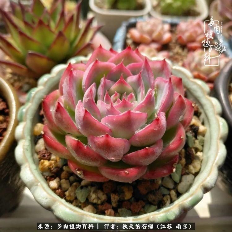 渡劫归来的肉肉,谁是谁的前世,谁又成了谁的今生