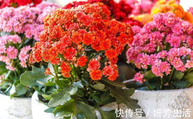 浇水|越不浇水越能养爆盆,懒人或者新手养花就选此6种