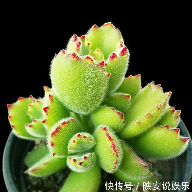 养护|多肉怕水不敢浇水养这几个品种,喜水可以水培,长得真旺