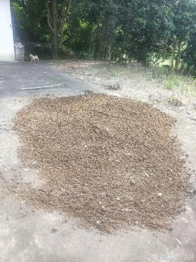 夏天养花,这3种事千万别做,否则黄叶又烂根