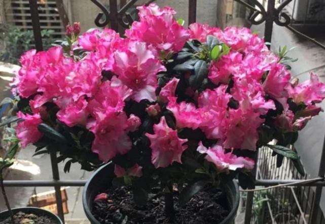 3种花是“醋坛子”，1个月浇“1杯”，不黄叶、不掉蕾，呼呼长！