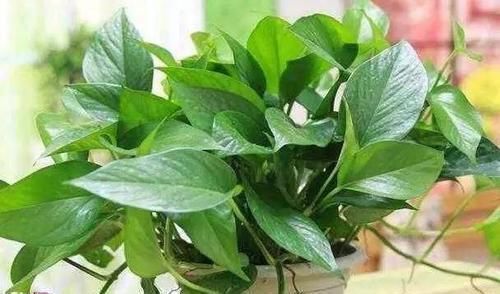 保湿|塑料袋你都扔了真可惜,它可是养花的好宝贝,养一盆旺一盆