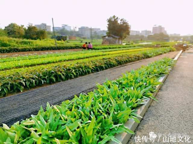  长泰不负春光不负卿艳遇一城长泰好风景