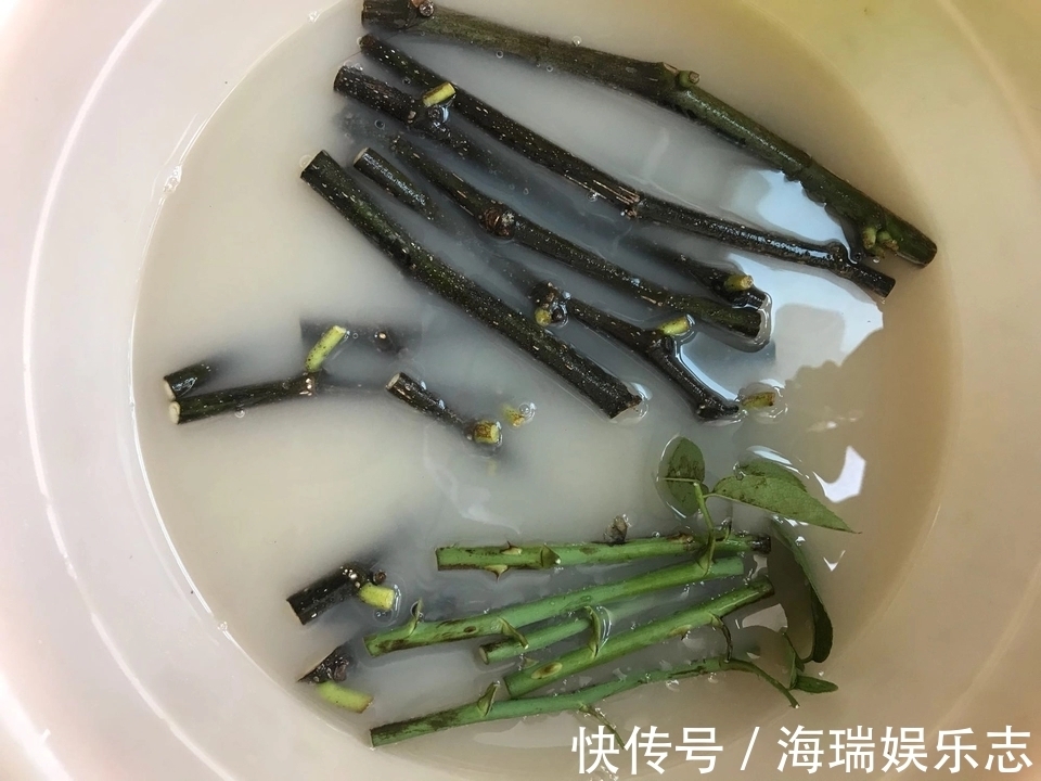 无花果|无花果扦插不生根关小黑屋几天,小白根冒不停