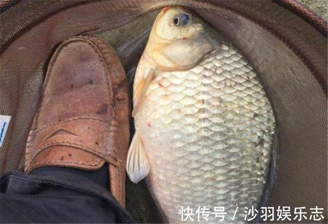 搅拌均匀|这款自制饵料专攻大鲫鱼，四季通用效果绝佳，钓鲫鱼有一套