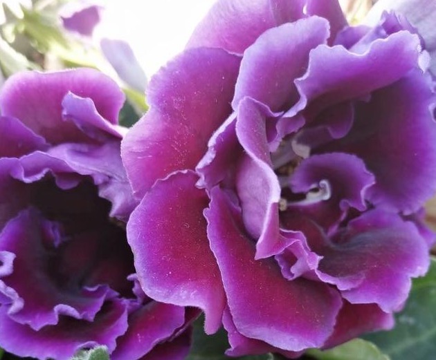 养花就养这种花，植株小巧又玲珑，枝繁叶茂，花朵姹紫嫣红，美艳