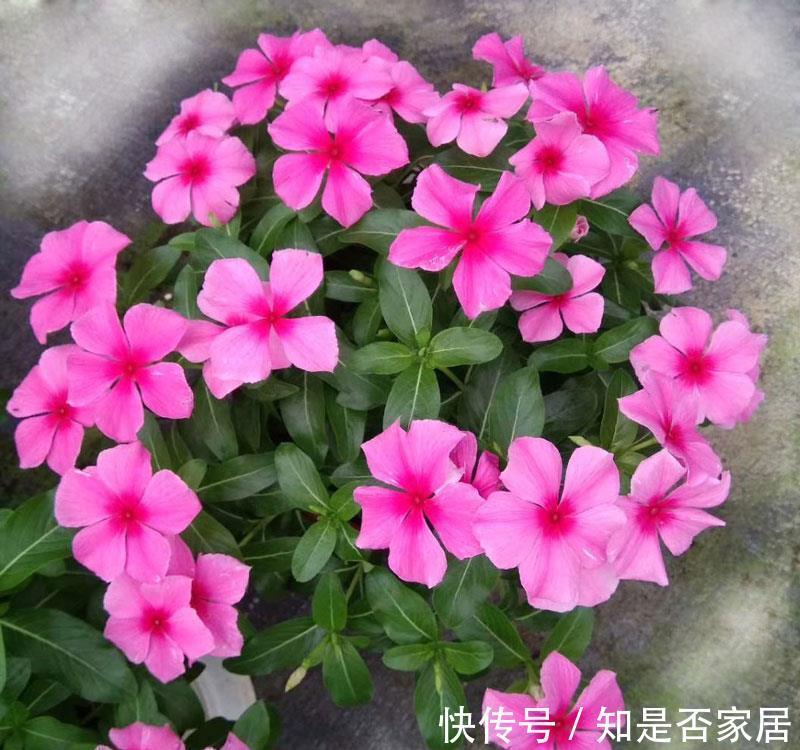 长春花|6种“小草花”,满院子疯长开花,不怕高温,不怕脚踏,折腾不死