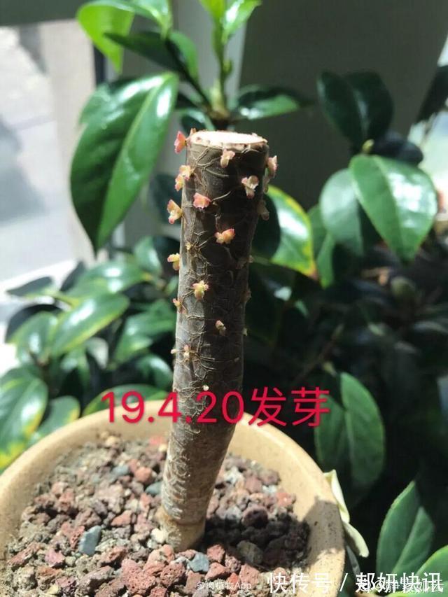 秋天多肉砍1刀，立马爆出一圈芽，1盆变10盆不花钱