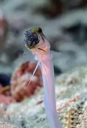鱼将鱼卵含在口里不怕化 雄性黄头颚鱼鱼嘴孵化鱼卵 快资讯