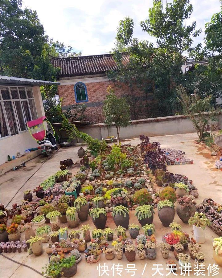 爸妈不在家,我在院子里疯狂种多肉,倍儿爽
