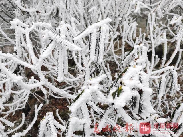 昆明轿子雪山下雪啦！银装素裹，美不胜收……