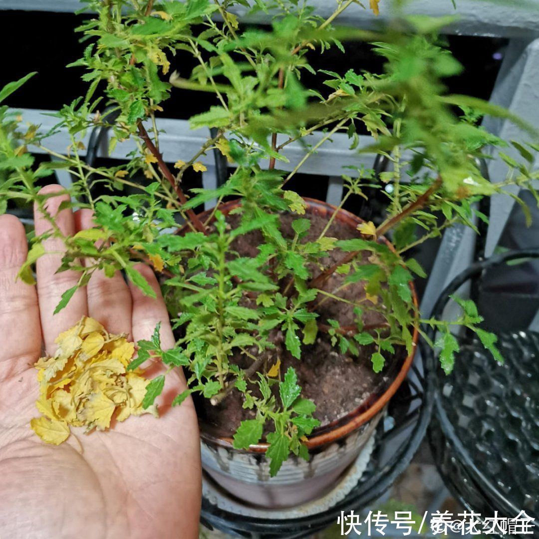 仙人球|9种花最怕下雨天，一淋雨就死，太心疼了