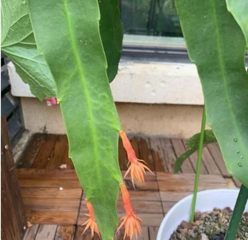  充裕的光照|剪一支昙花叶片，扦插做好这个细节，百分百生根，长大快速开花