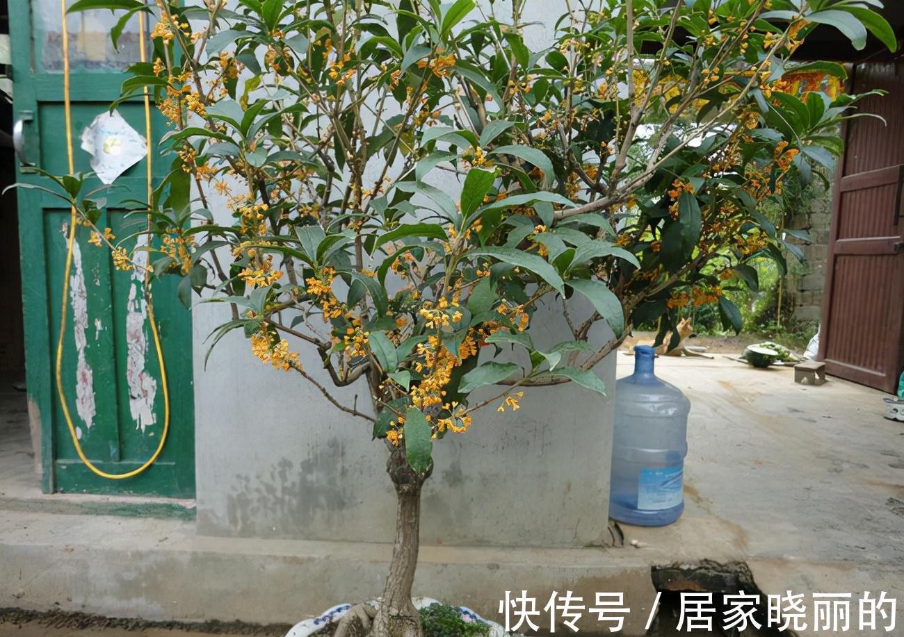 人养花,花亦养人!3种漂亮的花,建议养一些,能吃能看还能养人