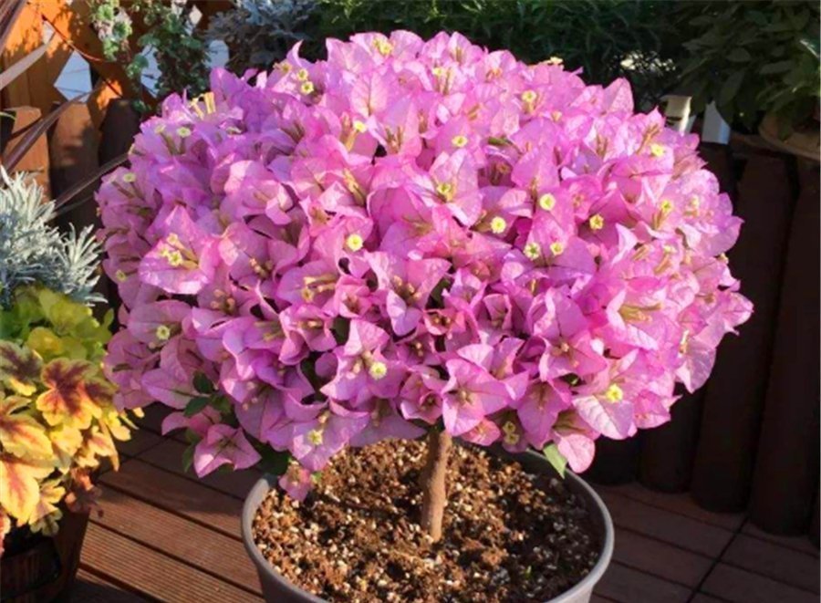 三角梅|三角梅有“4怕”,难怪枝繁叶茂不开花,学会了花朵多得压弯枝头