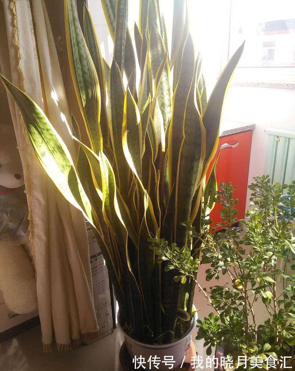 十种健康花,适合现在养,人养花花亦养人,越养空气越“干净”