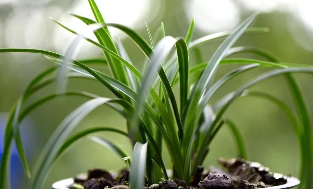 老苗|如何把春兰叶片养矮壮?磷酸二氢钾的另类用法,兰友们可以试试