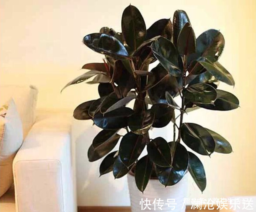叶子|想让橡皮树越长越旺6个“关键点”要做好,植株丰满叶子油绿