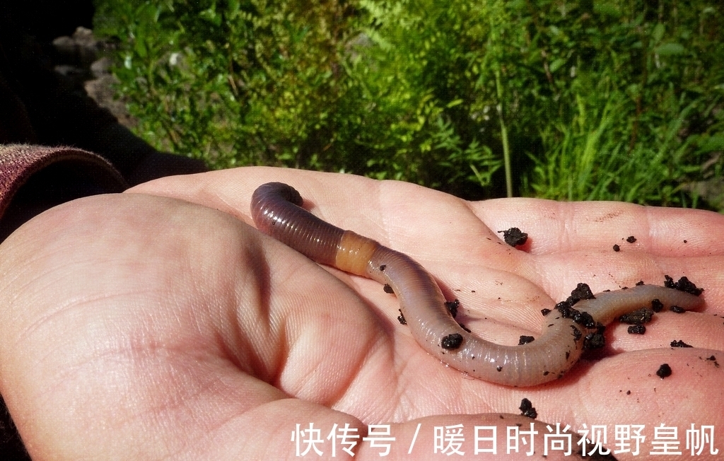 时间段|七月的鱼怎么钓,搞明白这几个问题,连杆是小事,爆护也不是难事