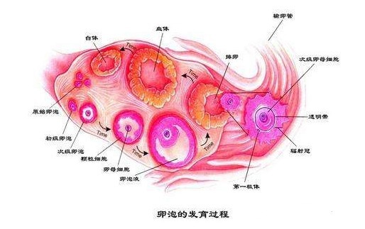 治疗|滔滔顾问：女性卵泡发育不良怎么做试管婴儿