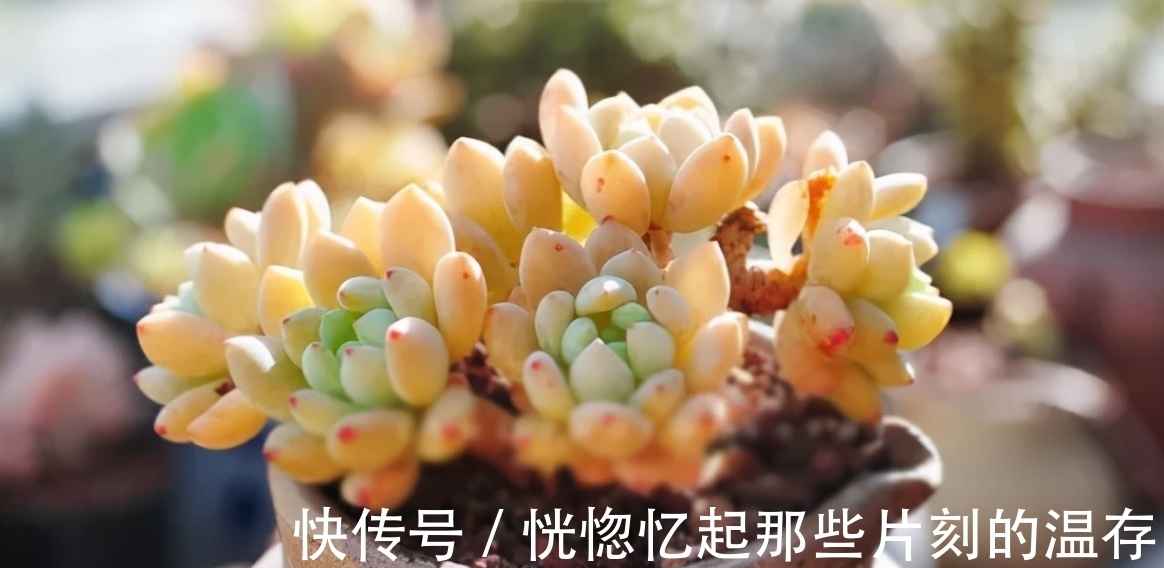 凝脂莲|10种颜值爆表的多肉植物,看看你家养了几种