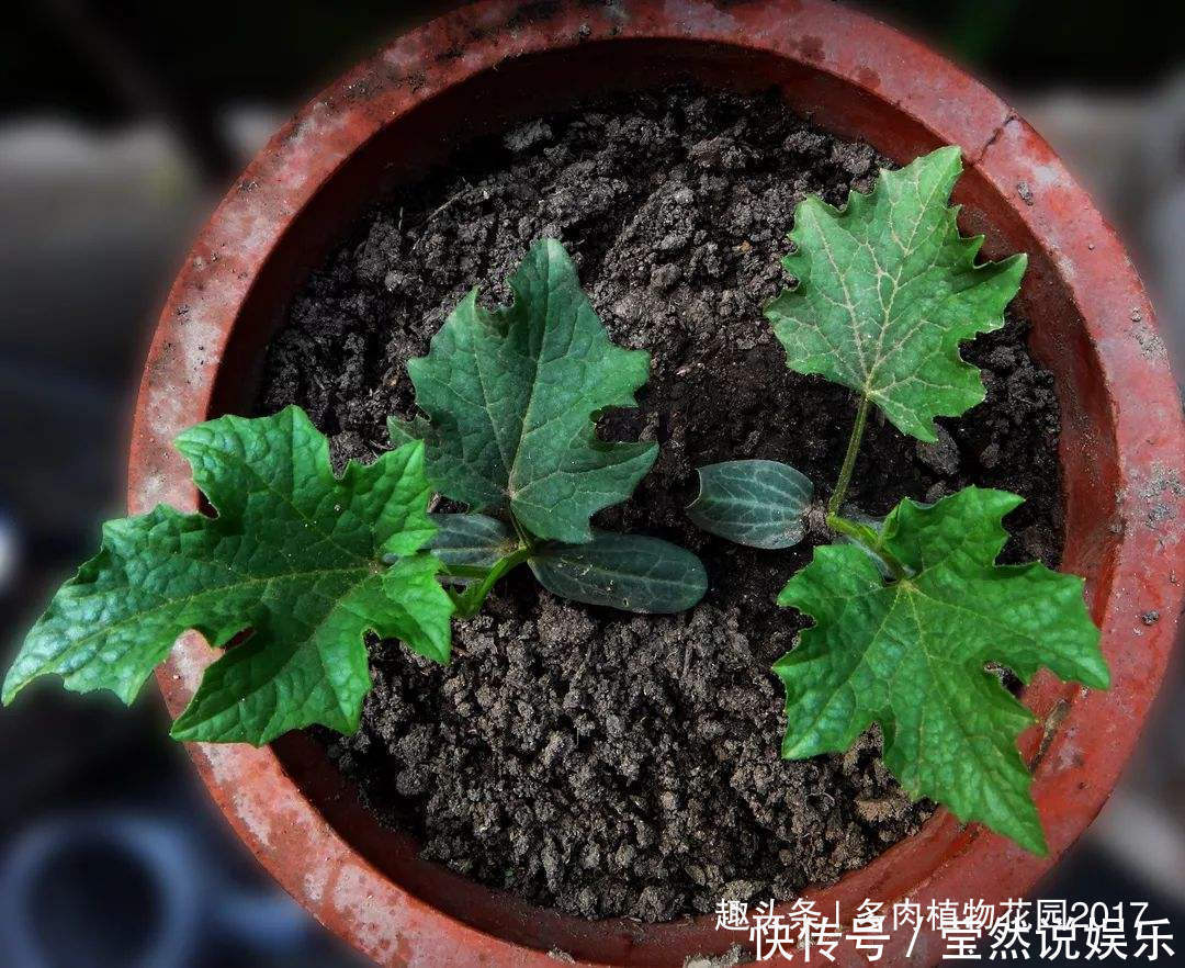 土壤|土壤出现板结是养花大忌,四招轻松化解