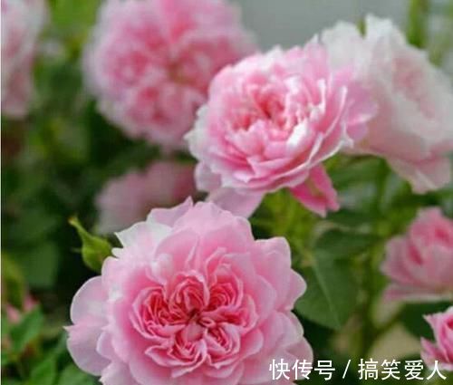 月季花|3种花是花中劳模,一开就能爆盆一片花海,四季都能有花赏