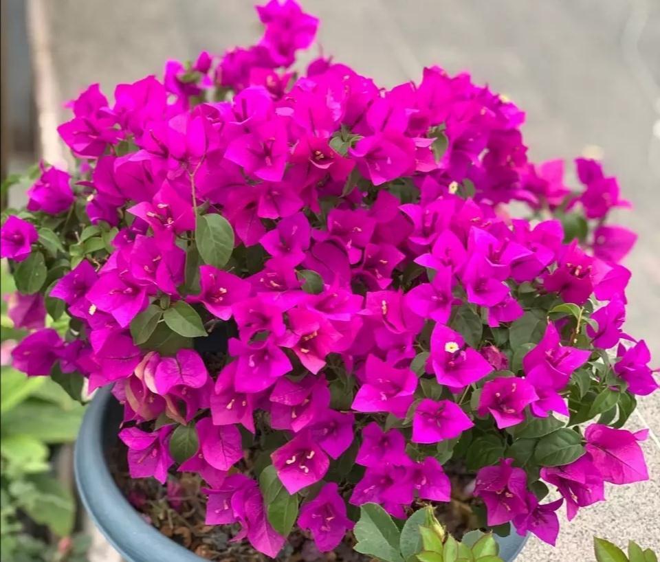 人家养三角梅，只见花不见叶，为何我养得枝繁叶茂却就是不开花