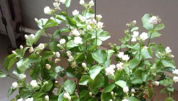 在家养护茉莉花,需要注意这几点,避免黄叶不开花