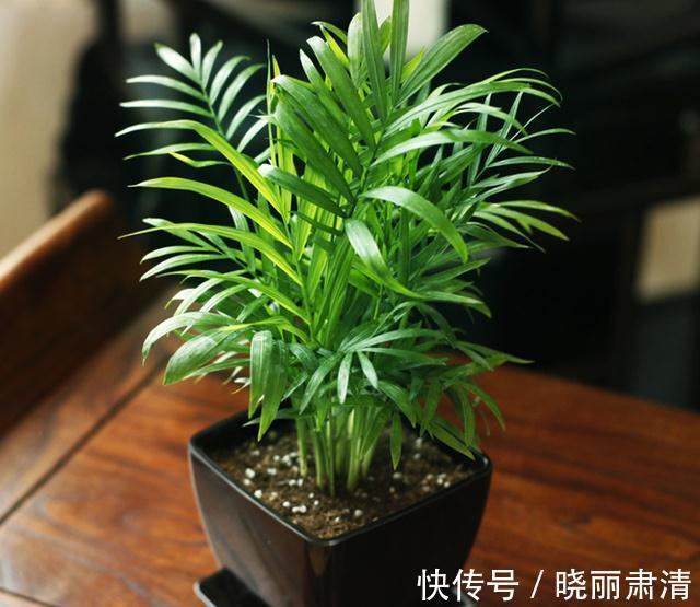 养花试试这几款，绚丽多彩，深受网民喜爱的小盆栽植物