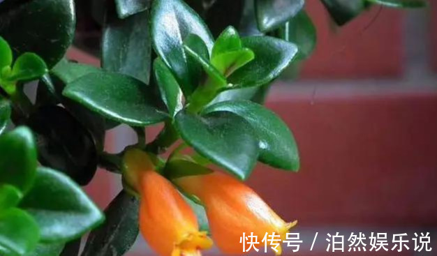 爆盆|养花技巧10种吊兰，好扦插，易爆盆，掐一根一插就是一大盆！