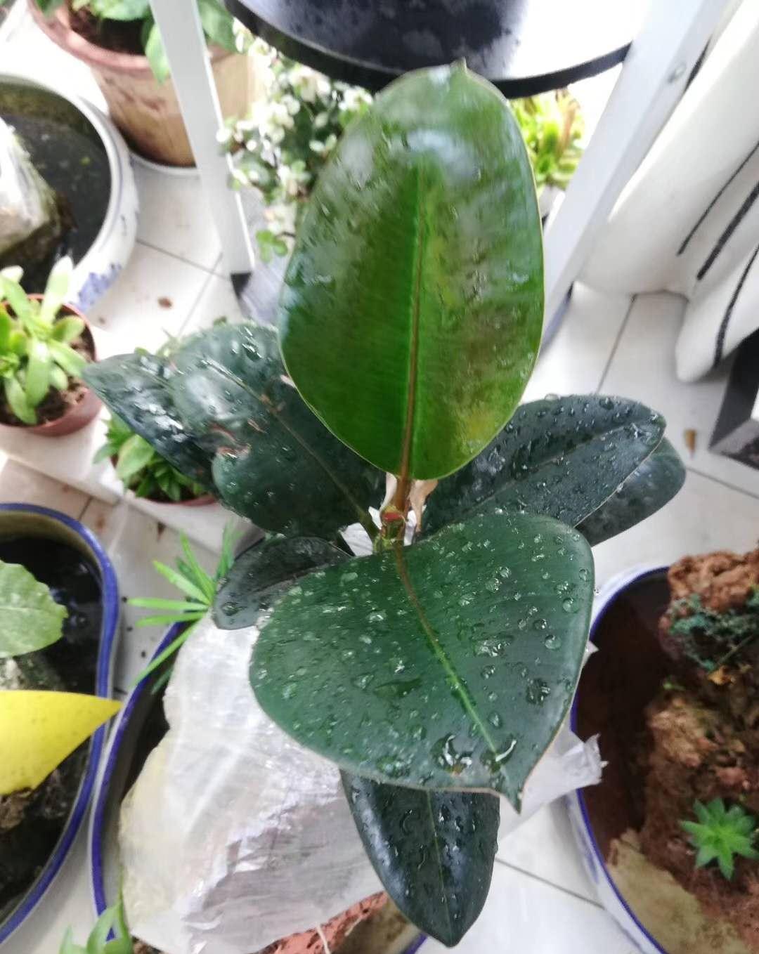 养花懒,出远门,没人浇水怎么办,妙招学起来