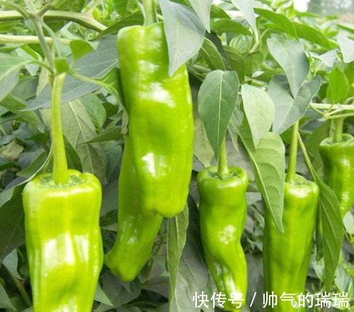 孜然牛肉|常吃青椒身体好,但要知道青椒的两大禁忌,吃错了还会伤身体!