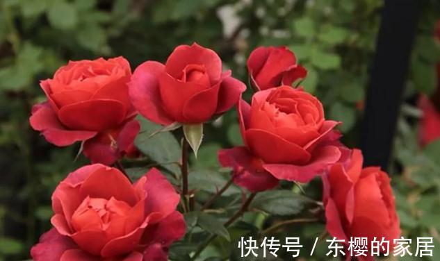 月季|火热巧克力，此款月季吃货们，千万要留意了