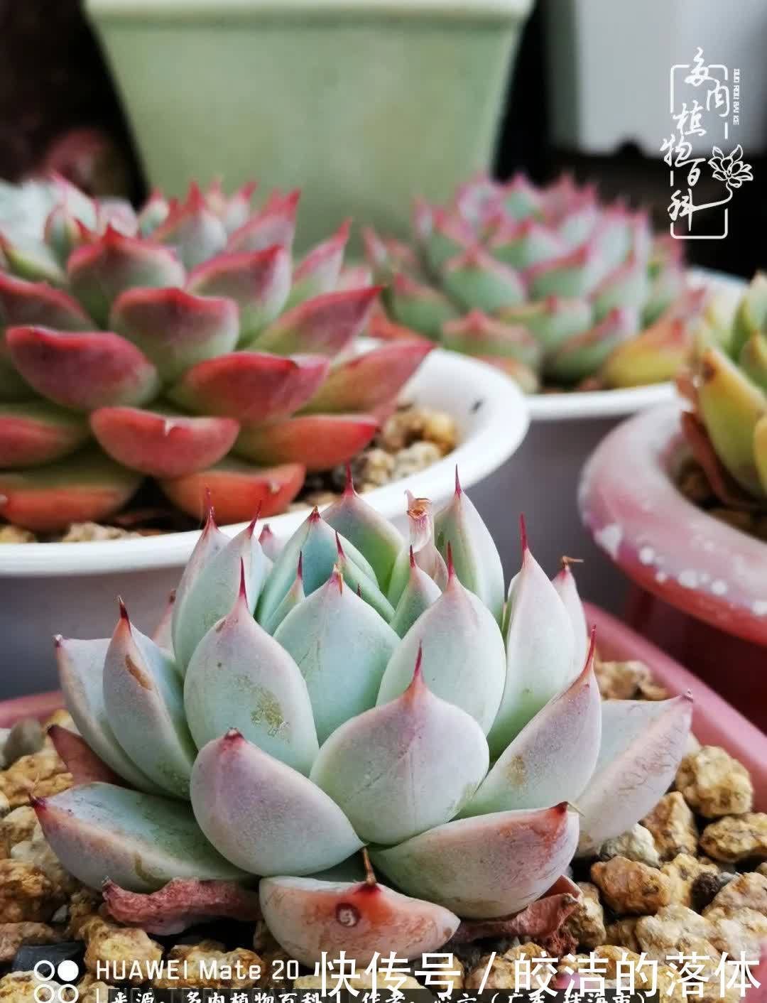 肉肉|与多肉的相遇,就是一场治愈之旅
