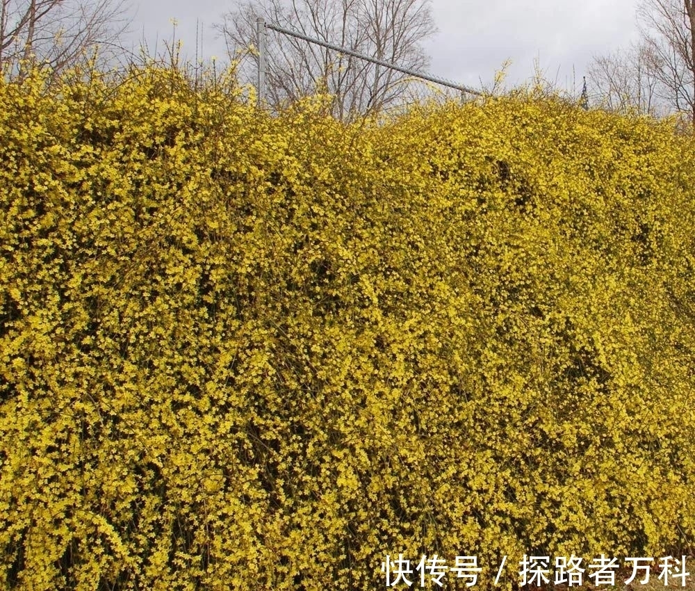 在寒冷的冬春时节灿烂开花的8种观赏花卉,可露养户外,打理简单