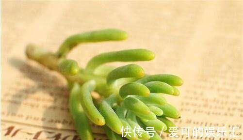 刚种不久的多肉,是否可以拔出来重新栽种