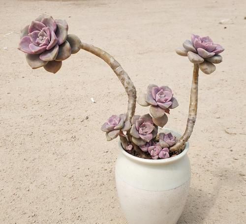 杆子|多肉植物紫乐徒长个怎么回事,该如何处理