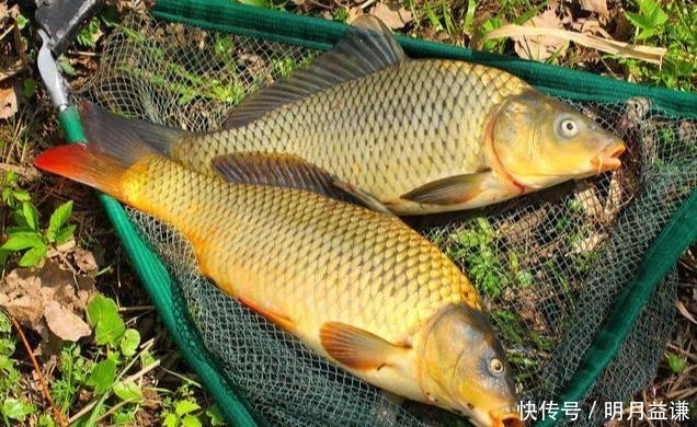 鲫鱼|钓大鱼的酵香玉米饵料,专攻鲤鱼草鱼兼钓鲫鱼,做窝挂钩都好用