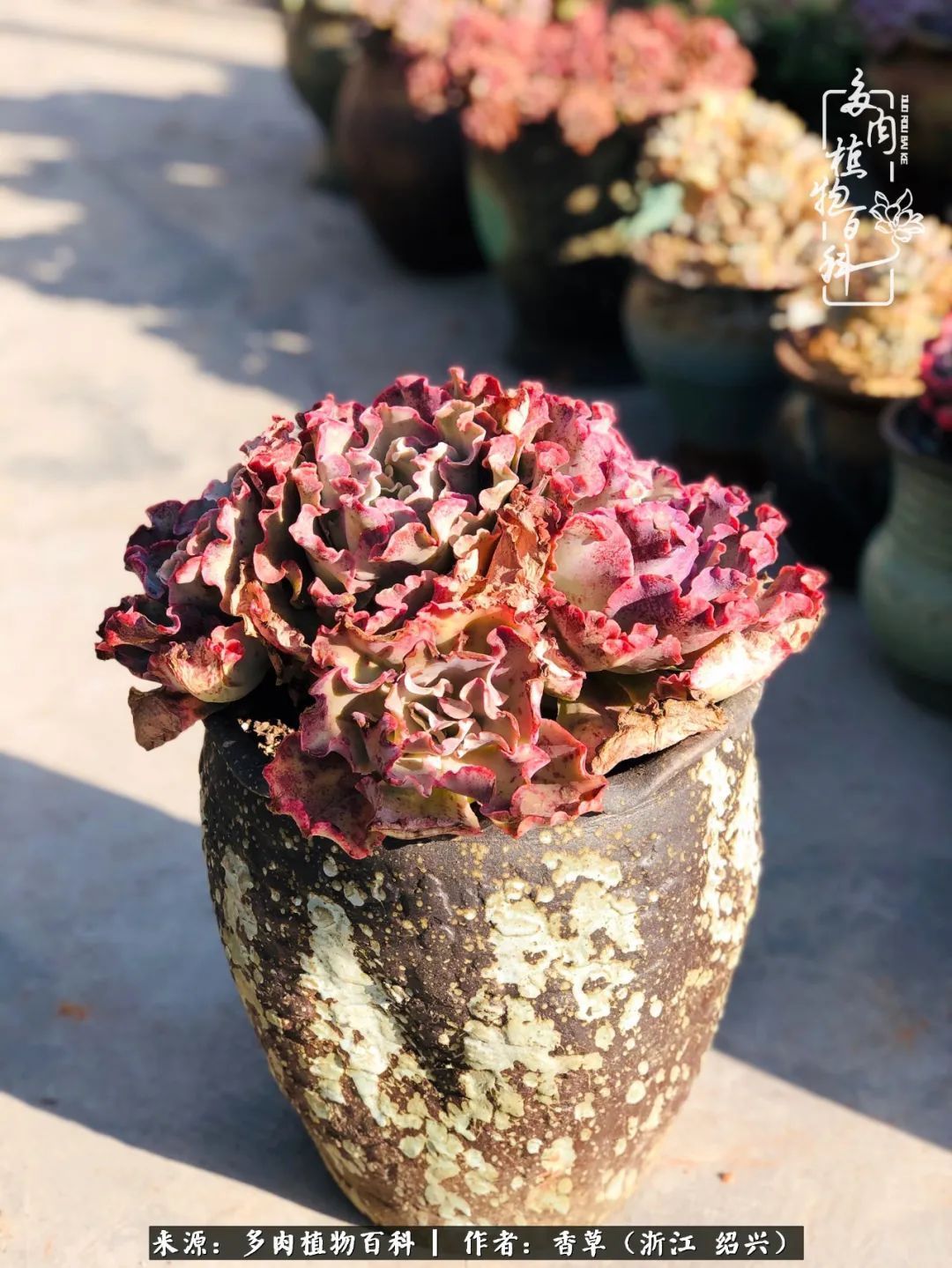 阳台上的一亩三分地，我愿与你一起，与时光媲美！