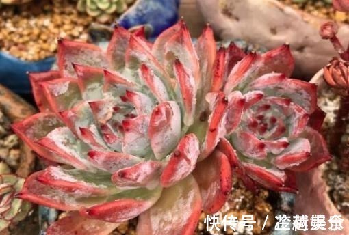 银波锦|办公室养多肉,盆栽这5款,不怕采光差、难看、一盆不剩!