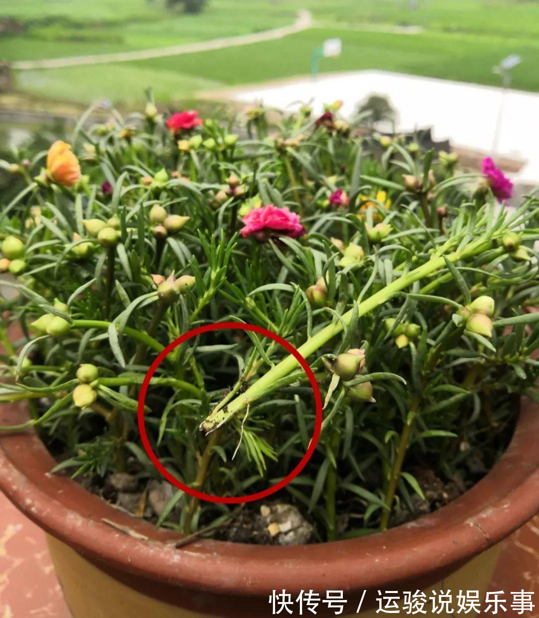 6种花超级喜欢太阳,晒得越多“花”越多,养一盆不亏