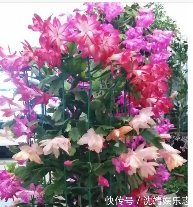 蟹爪兰|蟹爪兰修剪有“3期”，把好关，花苞多，开花非常旺盛