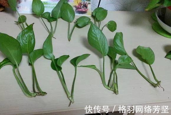 黄叶|绿萝又黄叶了, 这样一处理, 又是绿油油的一盆!