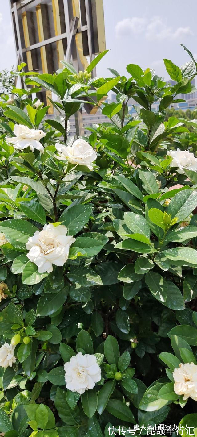 茉莉需润养，这“三位置”留点水，花苞咕噜冒，一次绽放上百朵